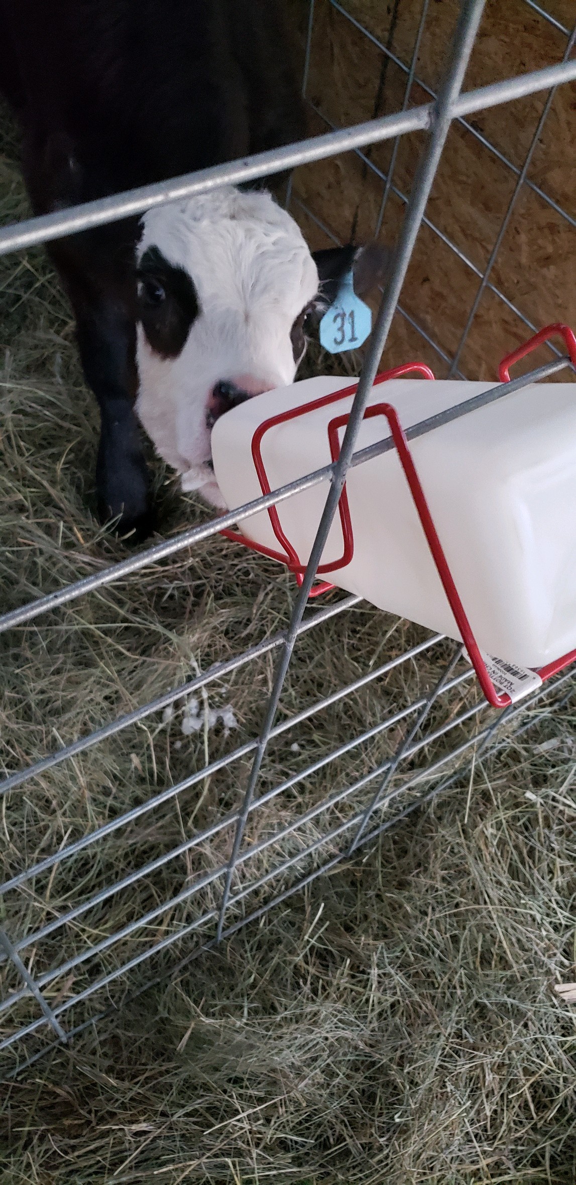 bottle calf